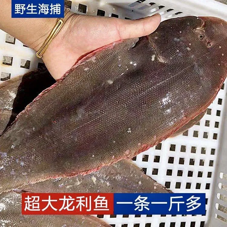 鲜渔瑶妈吕四港镇纯野生龙利鱼踏板鱼玉禿鱼江浙沪皖顺丰冷链包邮