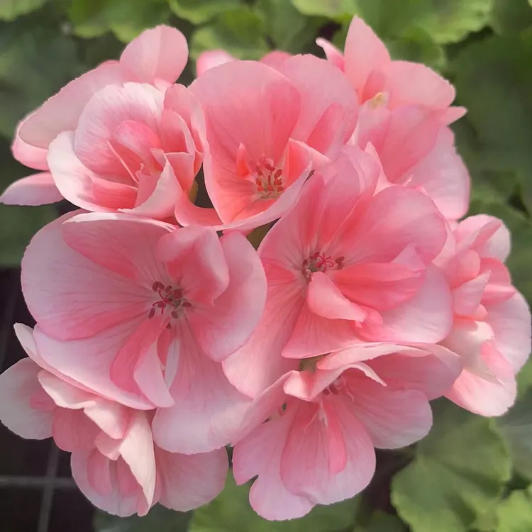 新手推荐鲑红857耐热勤花130盆发货天竺葵