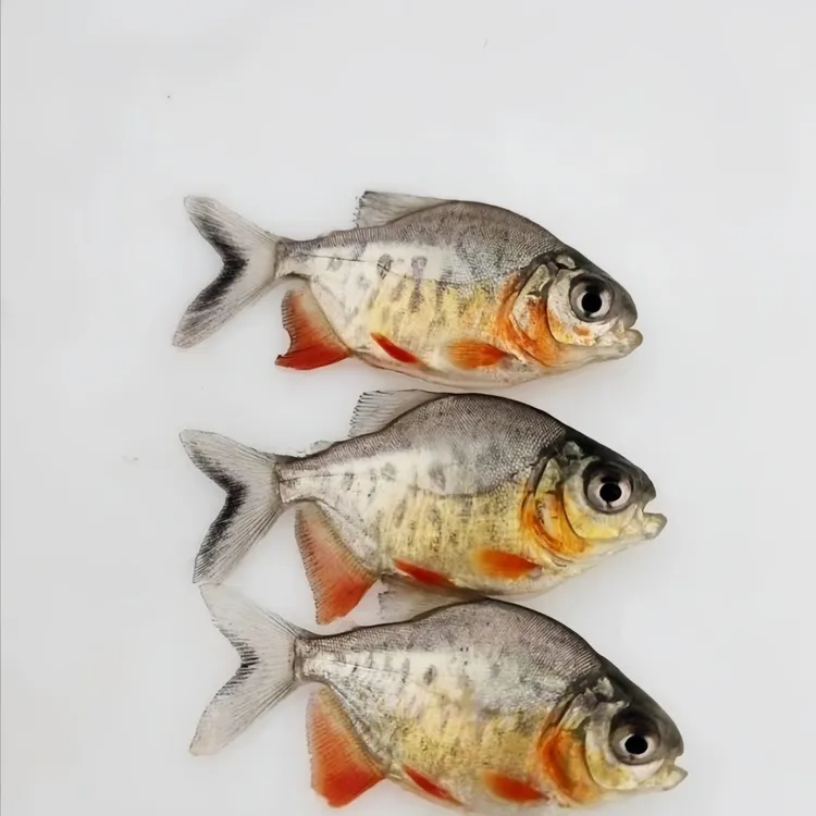 红鲳鱼白鲳鱼淡水活体观赏鱼可用于鱼塘养殖