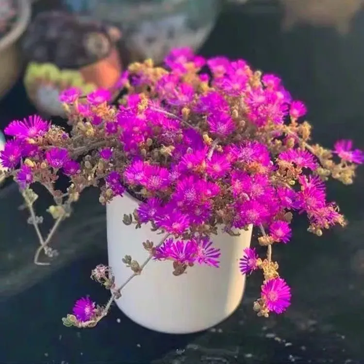 多肉植物糖球枝干番杏肉肉植物办公室桌面超萌肉肉花卉小盆栽