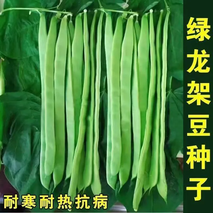 绿龙架豆种子宽扁豆角种籽大田基地架豆角籽抗病高产蔬菜种子大全