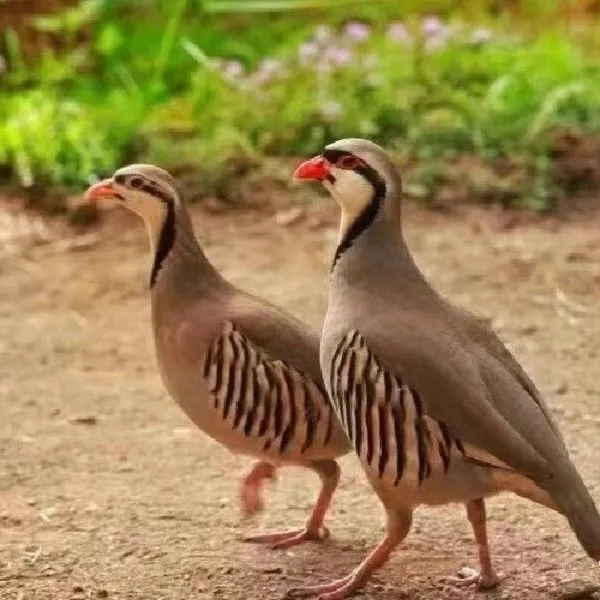 咕咕鸡呱呱鸡多种规格包邮一公四母生鲜