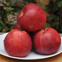 【蜜海严选】山西红星苹果4.5斤脆甜多汁粉糯香浓