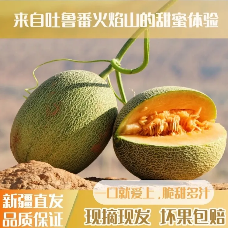 【25年新瓜】新疆吐鲁番西州蜜哈密瓜25号新鲜水果现摘现发