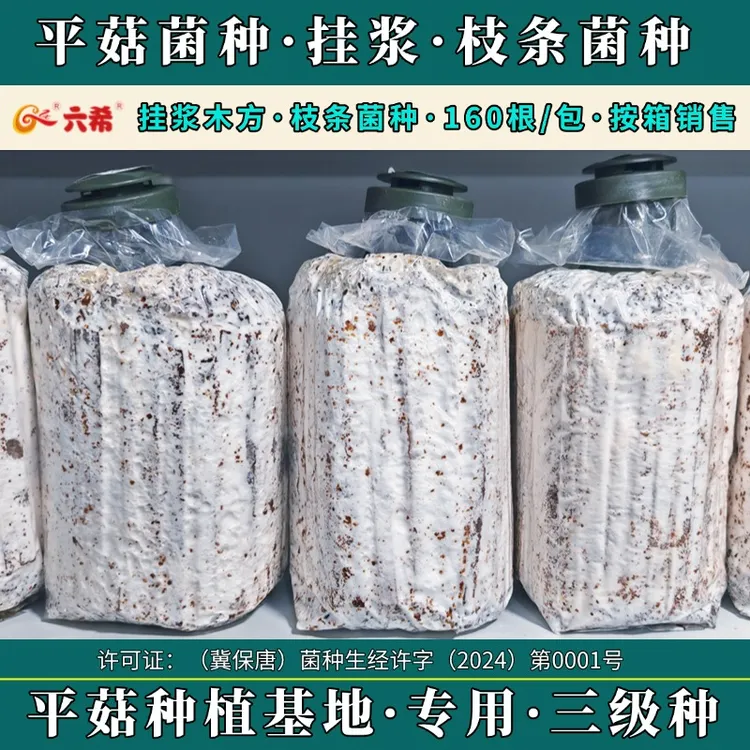 六希平菇菌种枝条菌种三级种栽培种挂浆枝条食用菌菌种纯种培养