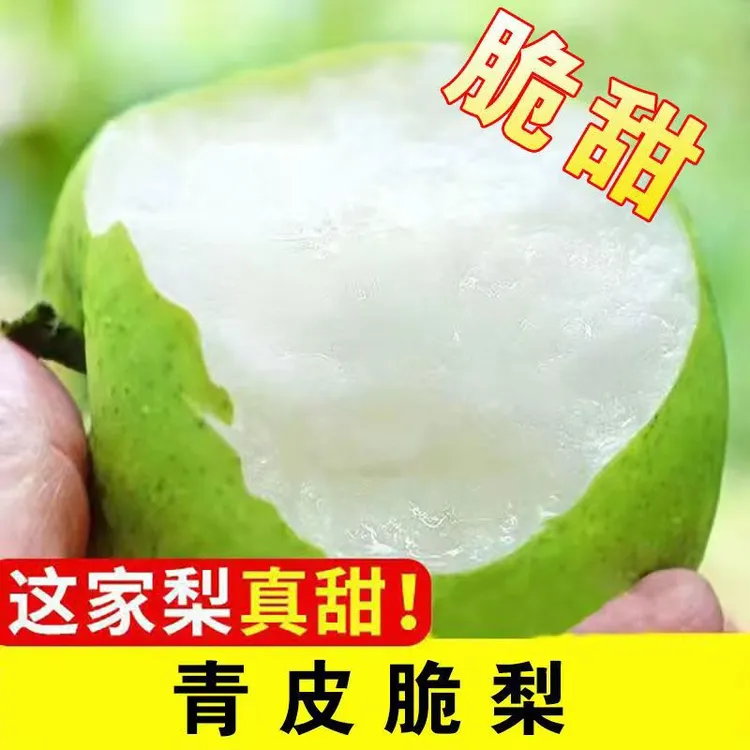 砀山早梨青梨当季新鲜水果整箱包邮果园直发