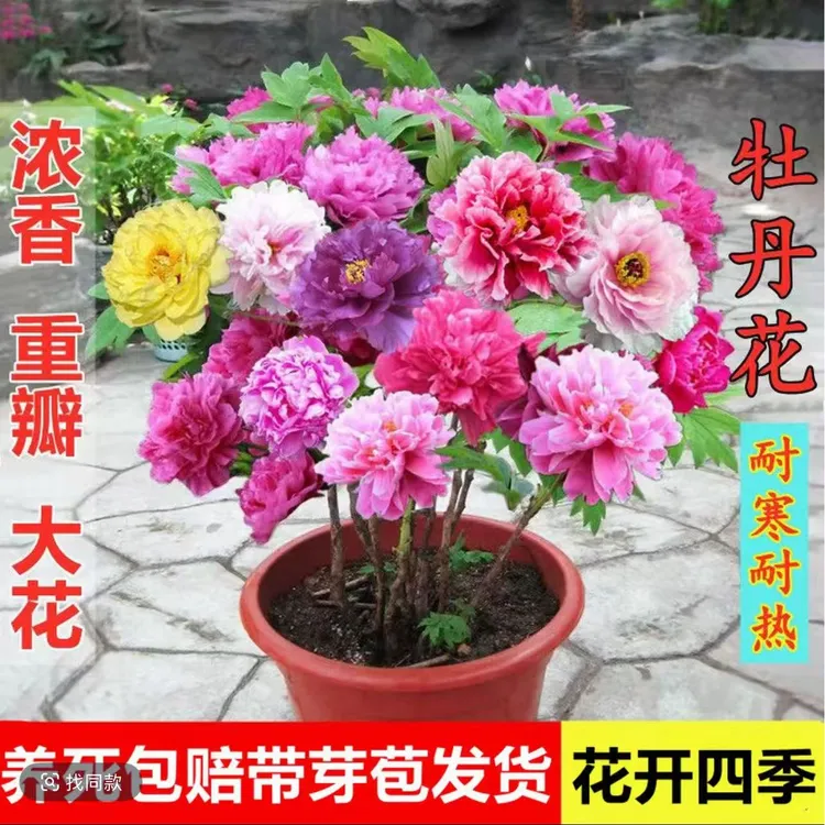 【正宗洛阳】牡丹花苗观赏重瓣耐寒盆栽室内庭院四季牡丹带芽耐热