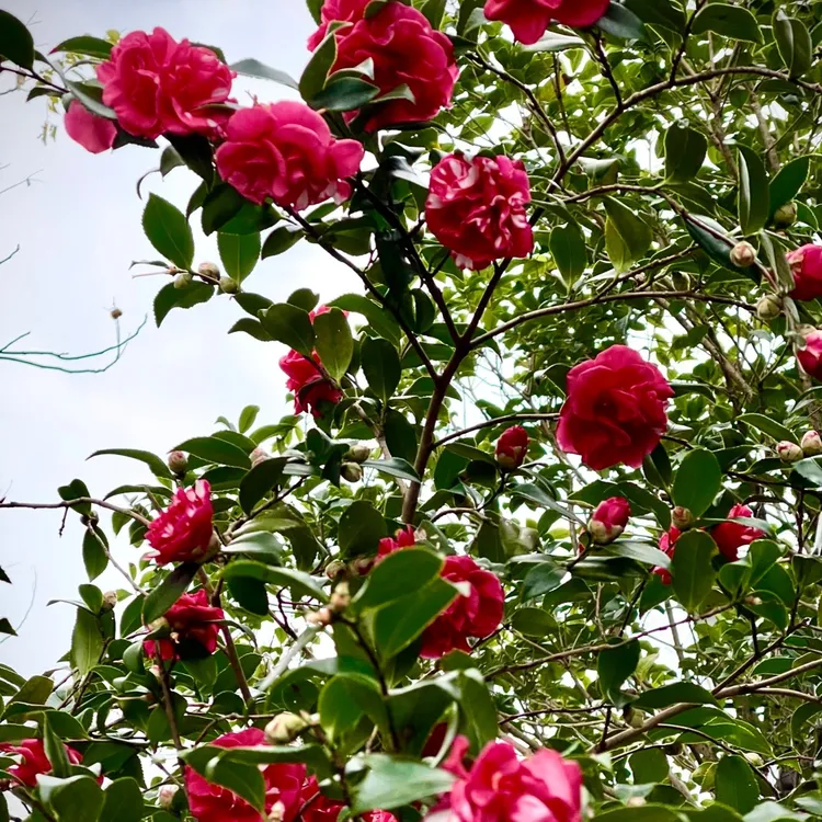 茶梅一物一拍 直播间茶梅室外栽种（售后30天）