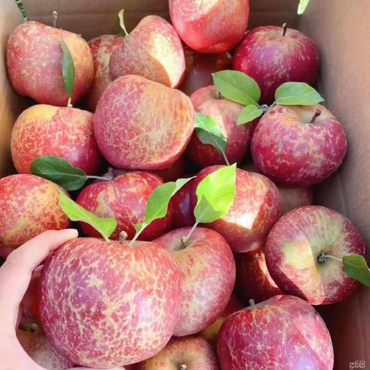 新鲜云南昭通丑苹果自然种植果香浓郁酸甜云南昭通冰糖心苹果