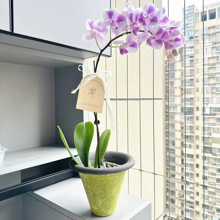 粉媚貂蝉蝴蝶兰带花苞盆栽盆景室内客厅办公室桌面观花趣味花卉绿