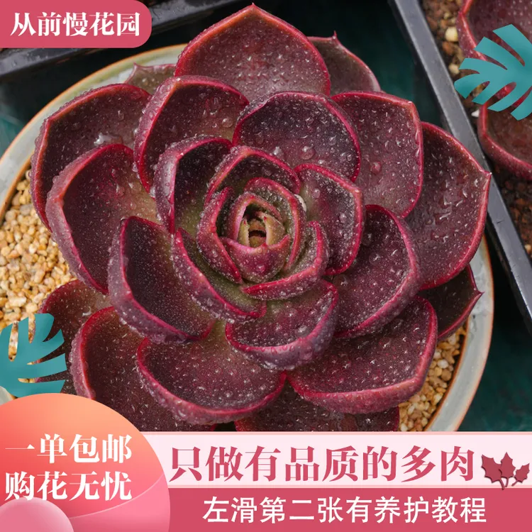 016-红灯-从前慢花园东云系多肉植物