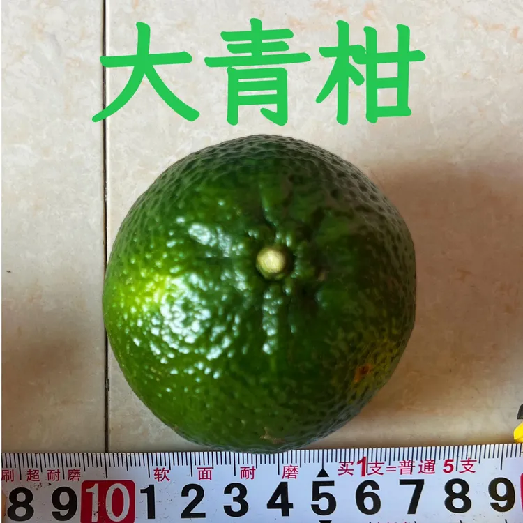 2025年新会大青茶枝柑鲜果，新鲜采摘，新会自家三江果园源头发货。