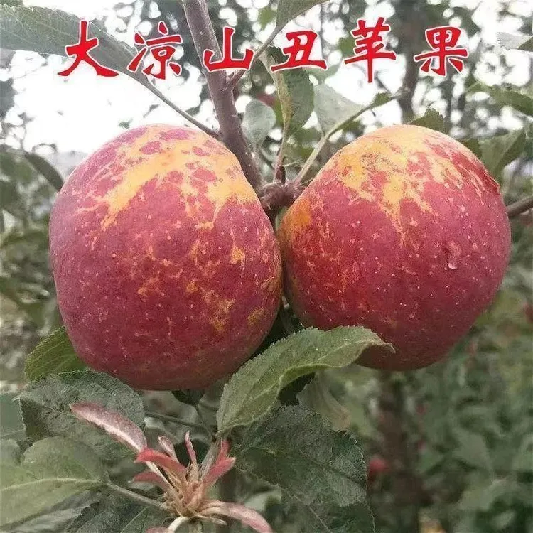 大凉山冰糖心苹果树丑苹果盆栽地栽南方北方种植当年结果苹果树苗