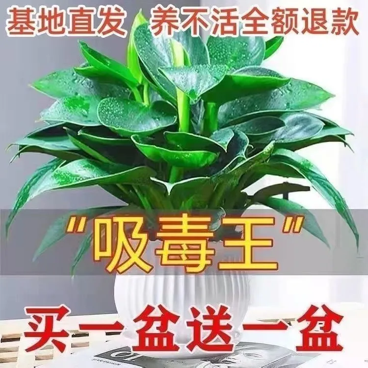 【吸甲醛植物】大叶金钻盆栽室内绿植办公室客厅四季常青净化空气