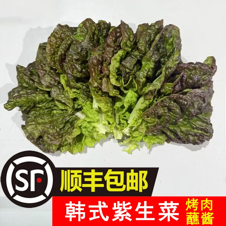 【顺丰包邮】韩式生菜紫生菜韩国烤肉包饭蘸酱烤肉店用新鲜