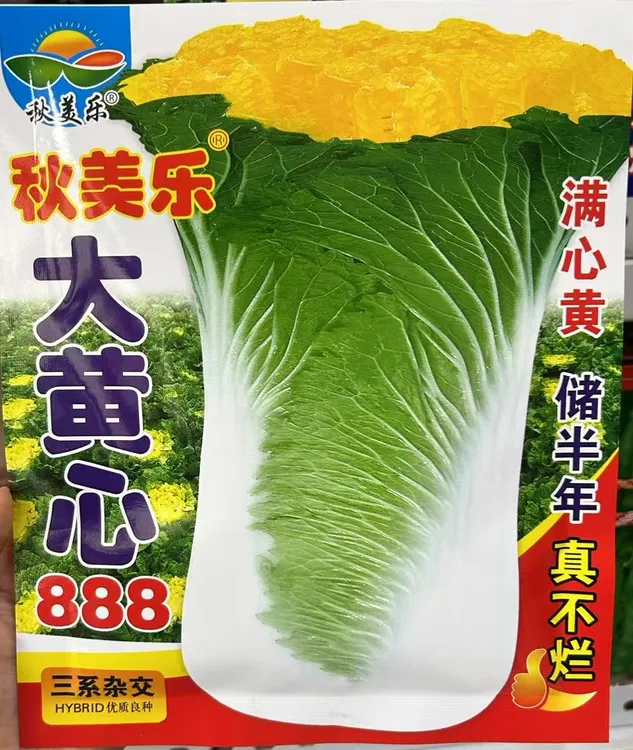 秋美乐大黄心888直颗大白菜种籽