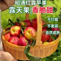 （最后两天）云南昭通早熟红露糖心苹果4.5斤装现摘新鲜营养