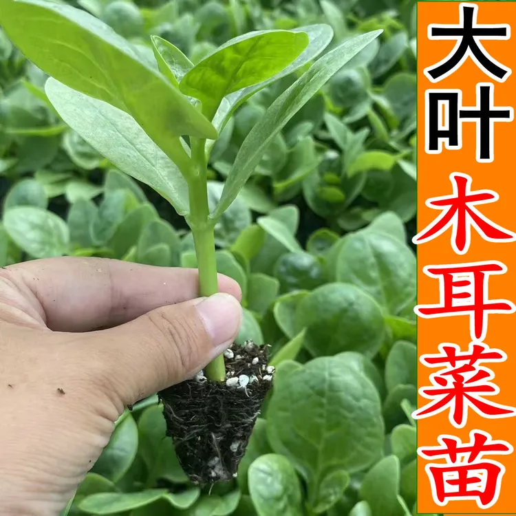 大叶木耳菜苗秧苗爬藤特大圆叶木耳菜秧苗四季阳台盆栽庭院蔬菜苗