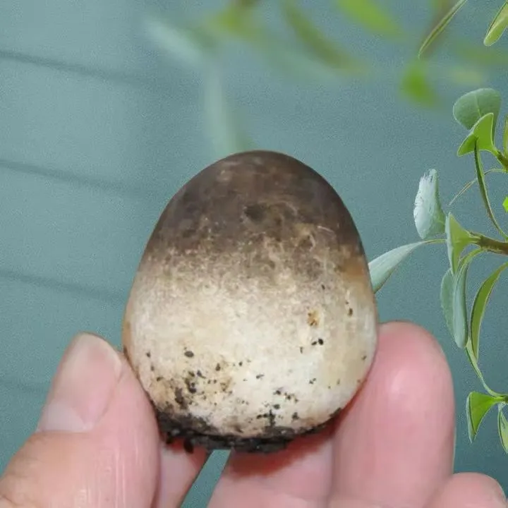 【不出包赔】草菇菌种种植兰花菇种种植食用菌包种植室内盆栽阳