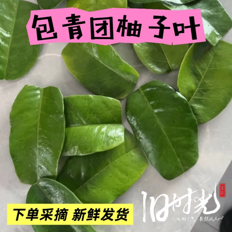 新鲜柚子叶包青团垫叶包粑粑叶带枝老树叶去晦气祈福乔迁沐浴开运