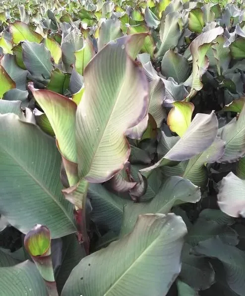 云南正宗芭蕉芋粉