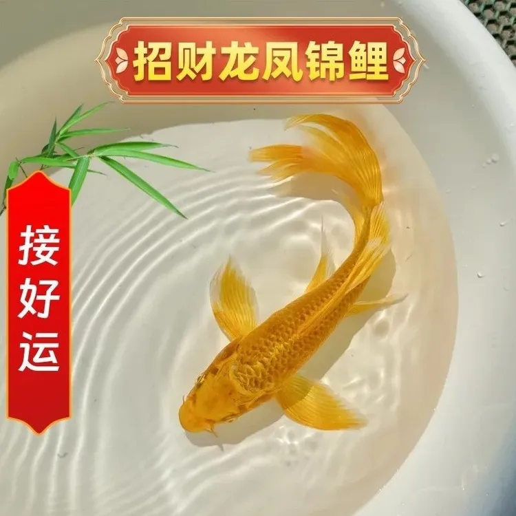 锦鲤活鱼招财鱼好养耐活冷水观赏鱼好养耐活皮实新手懒人鱼批量