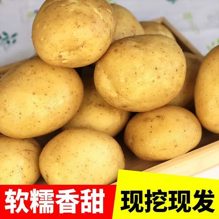 精选富硒迷你小土豆恩施新鲜黄心马铃薯现挖粉糯洋芋蔬菜批发包邮