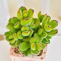 王小二熊童子全店多肉任意拍满9.9元发货 拍满5单送一包吡虫啉