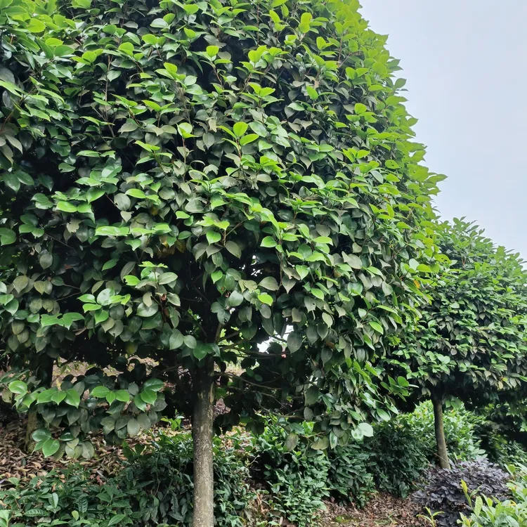香妃五色红赤丹十八动作学士山茶花用于庭院美化警告绿植花卉