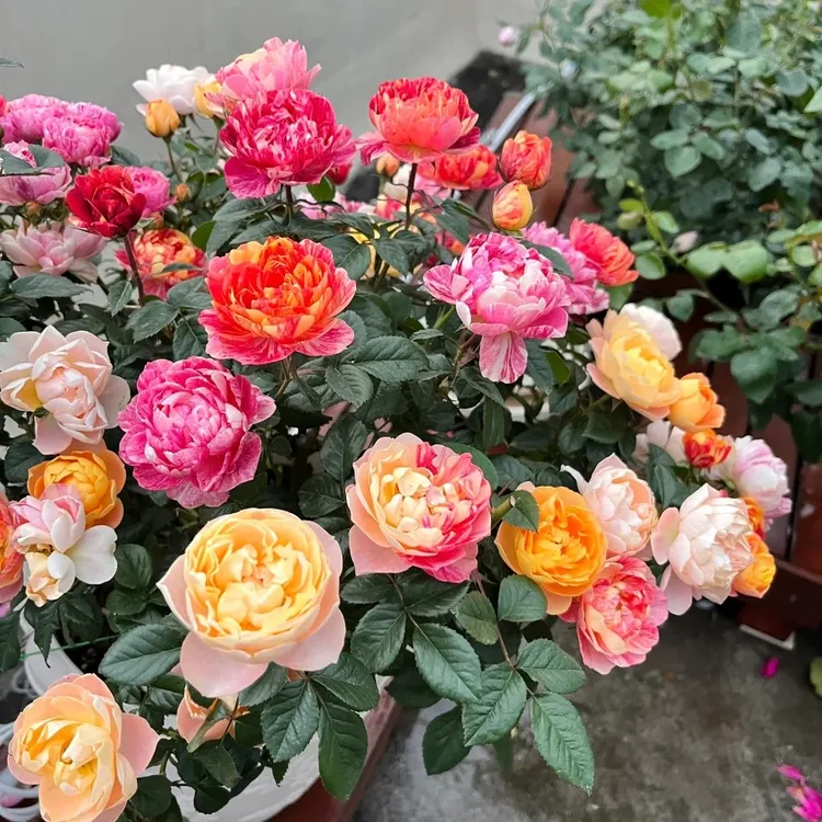 月季之乡直发多色棒棒糖树桩月季四季开花大花浓香适合庭院阳台