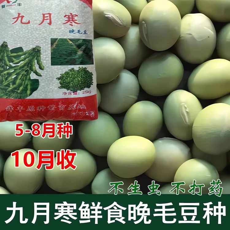 九月鲜毛豆种子大粒晚熟重阳豆种孑青皮豆菜毛豆种孓蔬菜种籽高产