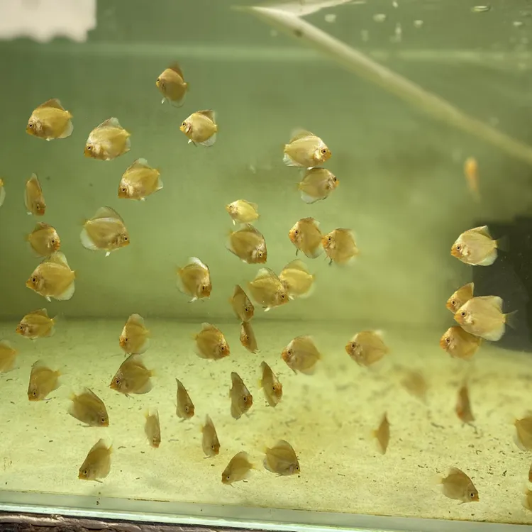 10条2公分混搭苗子