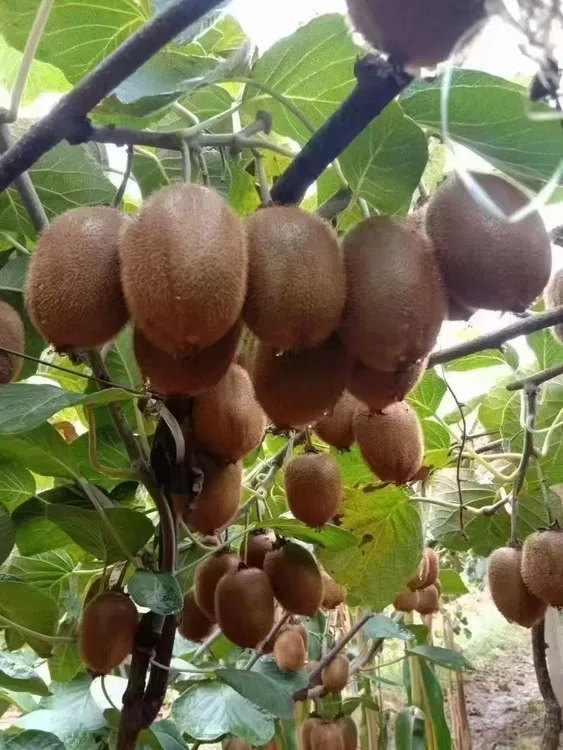 陕西眉县徐香绿心猕猴桃新鲜采摘甜蜜多汁5斤包邮