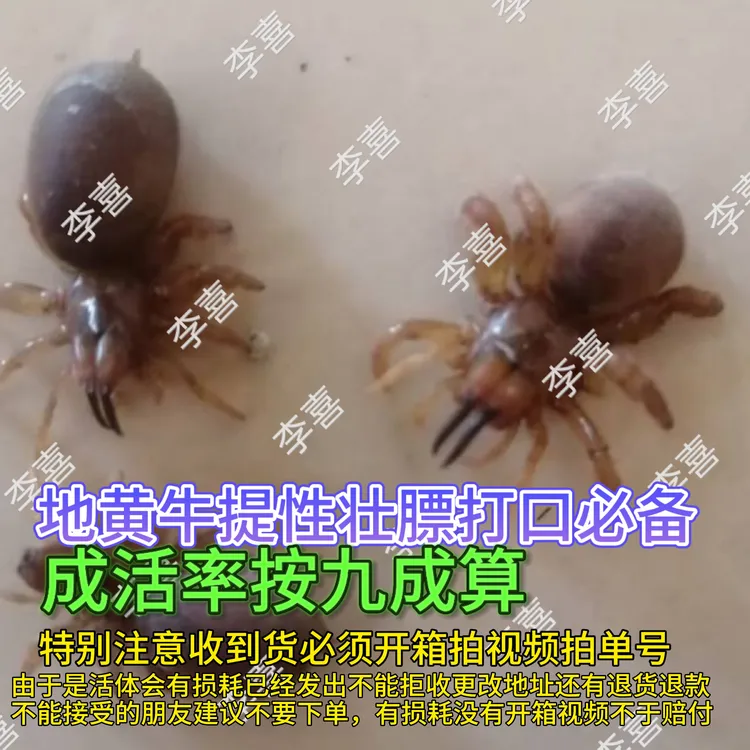 地黄牛画眉鸟食上膘斗鸟上性壮膘催性打口必备地蜘蛛各种鸟类通用