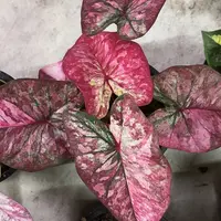 72-0915彩叶芋泰国发