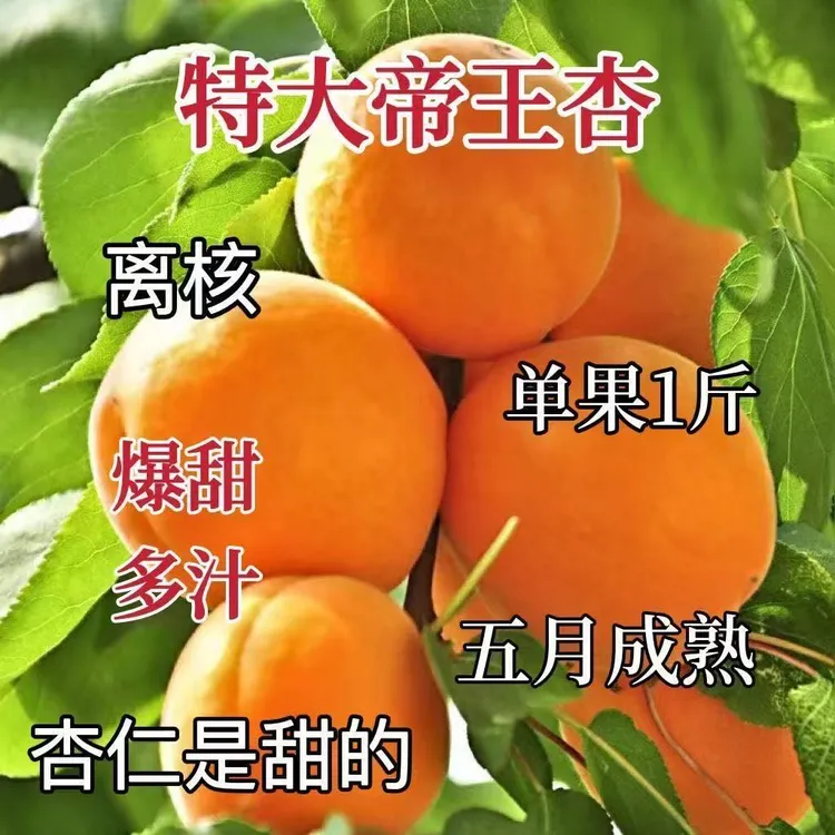 杏树苗特大帝王杏子树苗大果盆栽地栽耐寒耐旱南北方种植当年结果