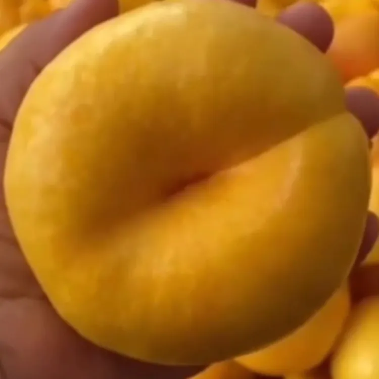 嫁接成活桃树苗南方北方盆栽地栽现挖现发特大果树苗果树苗木