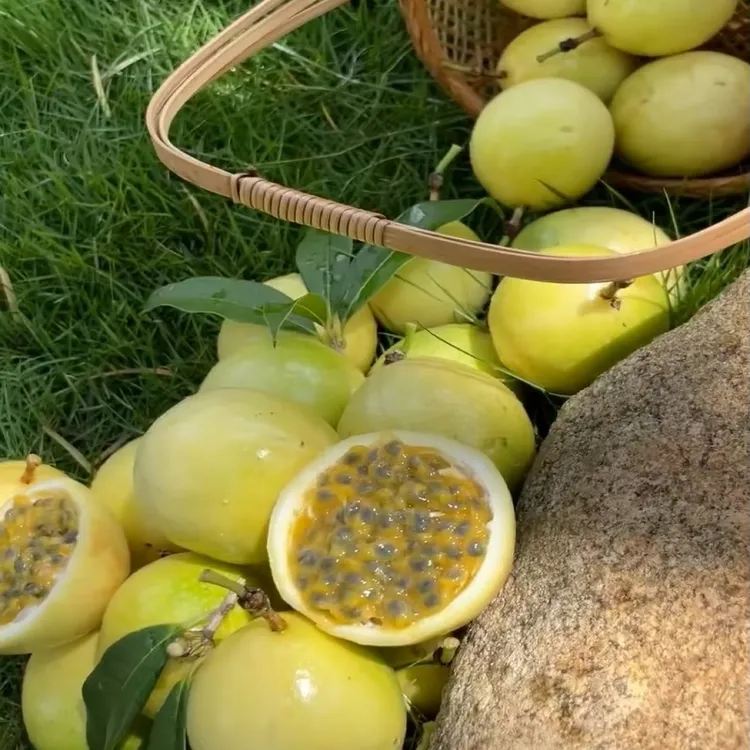 贵州从江银谭9号钦蜜黄金百香果香甜可口