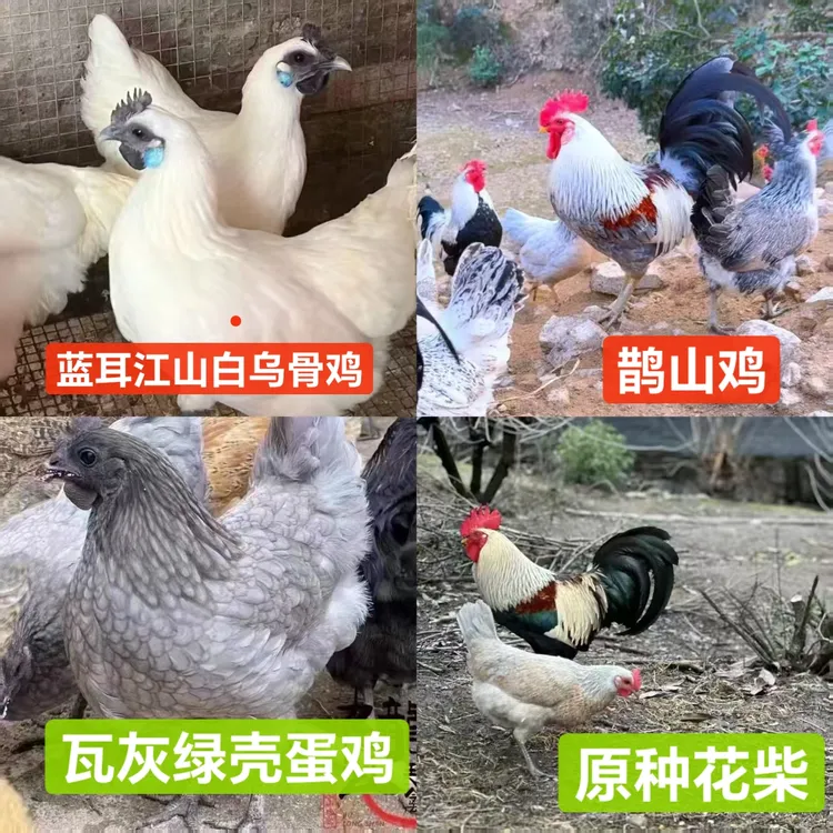1宠物鸡混搭品种公母混合鸡崽发货