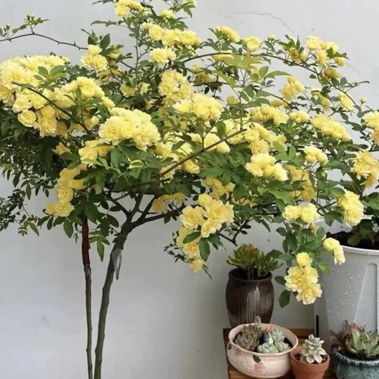 黄木香花苗爬藤植物庭院四季开花浓香木香花盆栽重瓣红白木香树苗