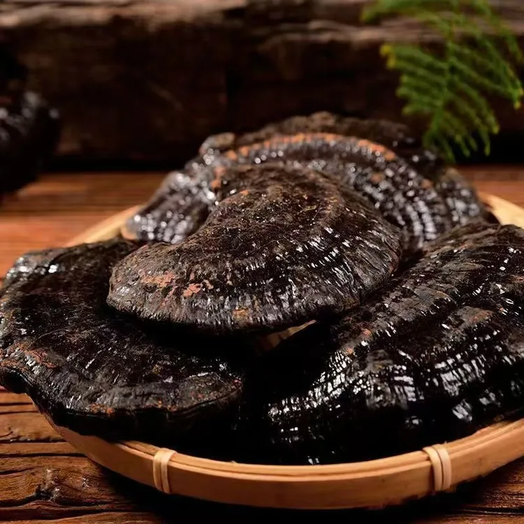 云南深山黑灵芝250克