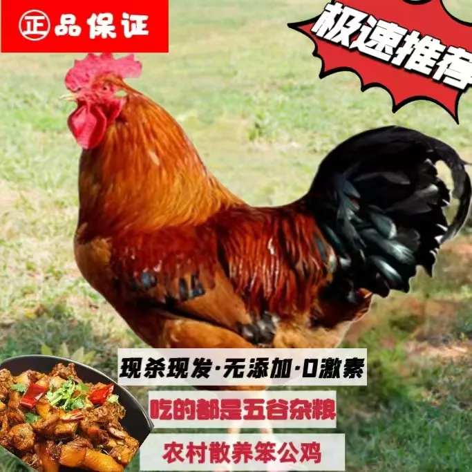东北农村散养12个月小笨鸡