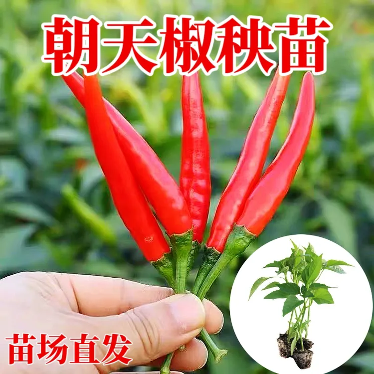 朝天椒辣椒苗朝天椒苗朝天椒秧苗小米辣辣椒苗春季种植穴盘蔬菜苗