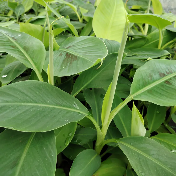香蕉苗 巴西 (纯椰糠杯苗)