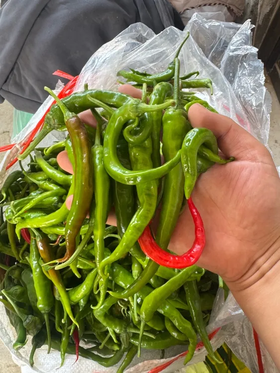 农家土辣椒新鲜邳州勾椒薄皮特辣香辣辣椒小螺丝椒皱皮椒1.5-4.5