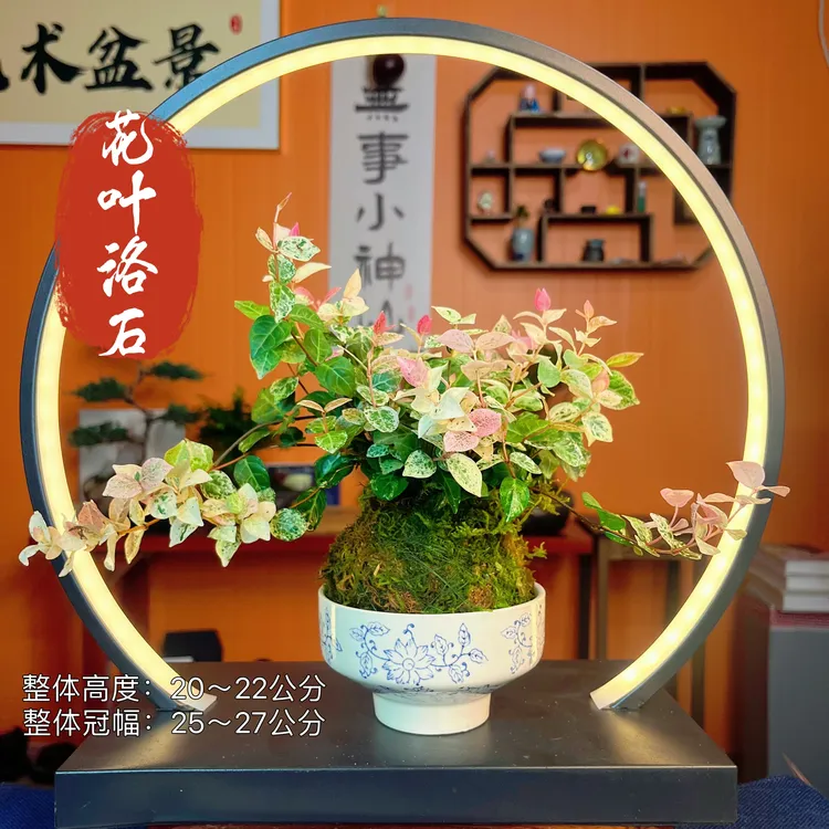 花叶落石四季常青藤本植物桌面款苔藓水培绿植耐阴好养茶桌排放