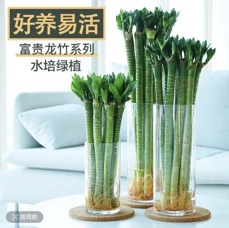 文昌竹龙竹带根水养富贵转运竹节节高水培室内客厅植物