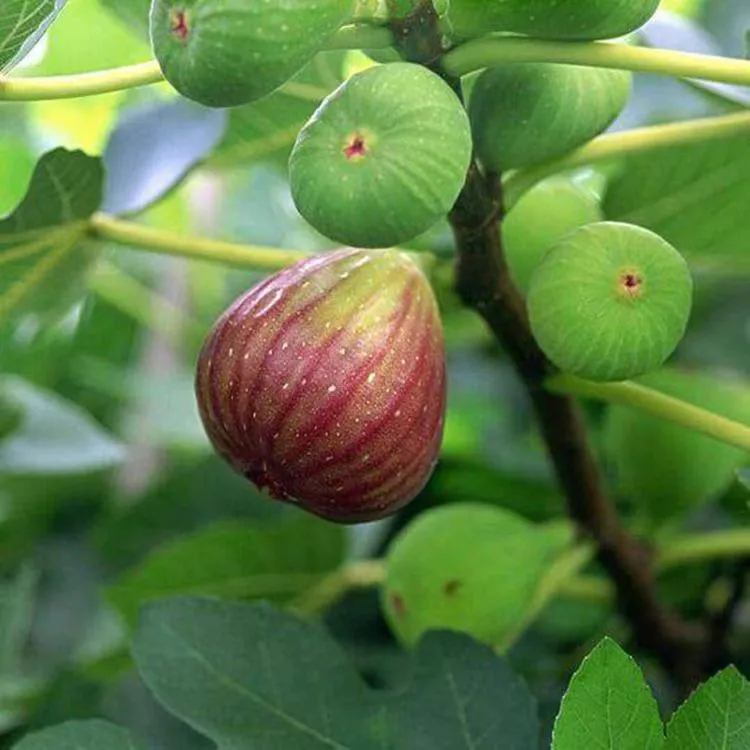 无花果树苗糖包子抗寒耐旱盆栽地栽带土当年结果不挑土质一物一拍