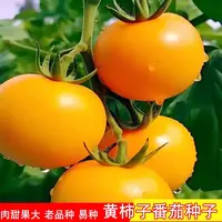 【满五包包邮】黄贵妃番茄种子东北柿子种籽黄色西红柿种孑大果春季