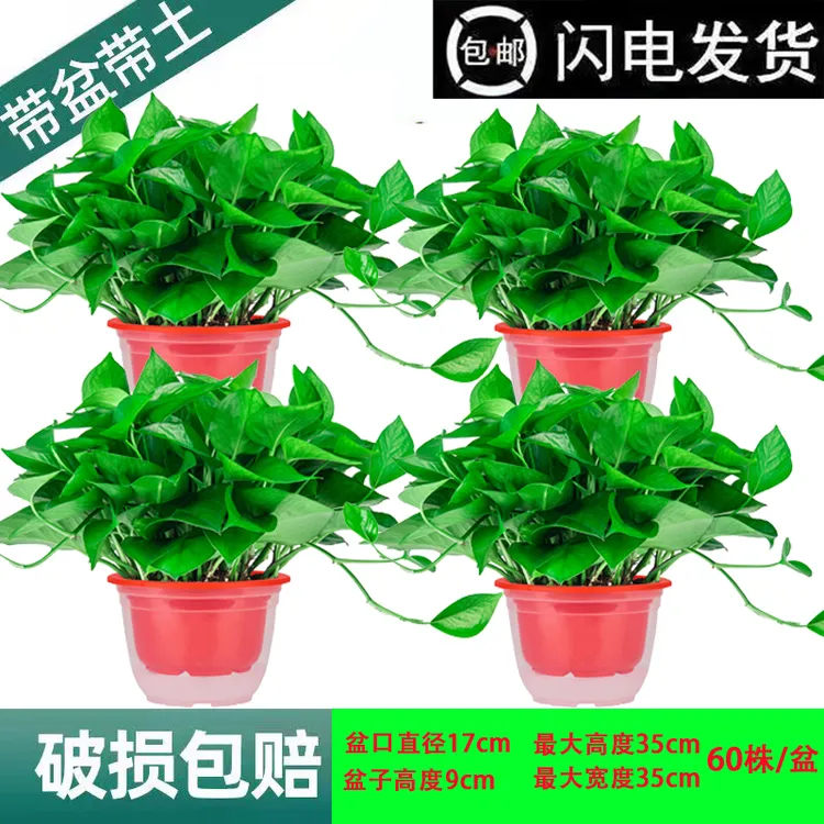 绿萝盆栽室内绿植吸甲醛净化空气水培植物客厅好养花卉